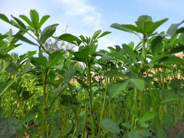 Sebze bahçesindeki Çemen bitkisi. Taze Yeşil FenuGreek Yaprakları. Çok popüler bir sebze ve sebzedir.. 