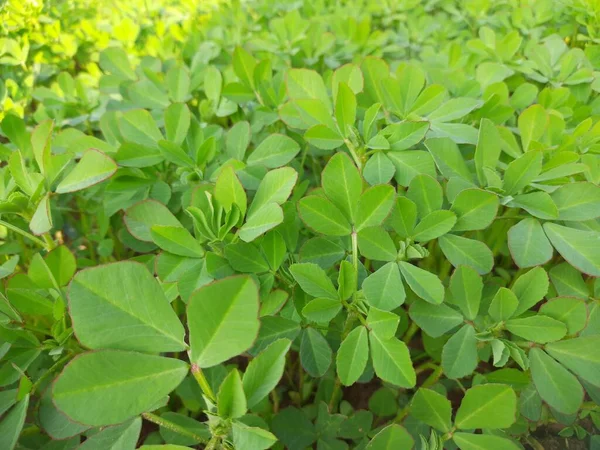 Sebze bahçesindeki Çemen bitkisi. Taze Yeşil FenuGreek Yaprakları. Çok popüler bir sebze ve sebzedir.. 