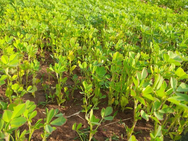Sebze bahçesindeki Çemen bitkisi. Taze Yeşil FenuGreek Yaprakları. Çok popüler bir sebze ve sebzedir.. 