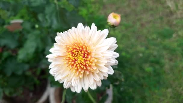 Chrysanthemums Flower Autumn Garden Blossoming Chrysanthemums Chrysanthemumssometimes Calledmumsorchrysanths Areflowering Plantsof — Vídeos de Stock