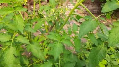 Çiçekli genç domates. Domates, soğuk mevsimin popüler sebzesidir. Sebze bahçesi. Çiçek aşamasında sağlıklı domates bitkisi.