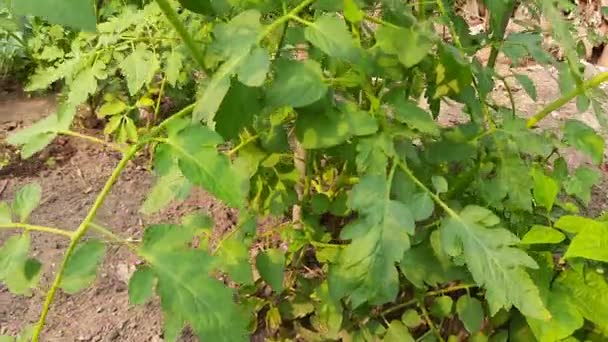 Çiçekli Genç Domates Domates Soğuk Mevsimin Popüler Sebzesidir Sebze Bahçesi — Stok video
