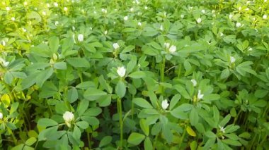 Çemen çiçeği. Sebze bahçesindeki Çemen bitkisi. Taze Yeşil FenuGreek Yaprakları. Çok popüler bir sebze ve sebzedir.. 