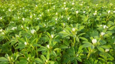 Çemen çiçeği. Sebze bahçesindeki Çemen bitkisi. Taze Yeşil FenuGreek Yaprakları. Çok popüler bir sebze ve sebzedir.. 