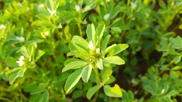 Flor Feno Grega Fábrica Feno Grego Horta Folhas Verdes Frescas — Vídeo de Stock