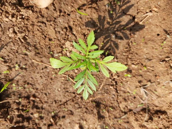 在泰姬陵花园种上一株小小的菊花 在花园的床上种满了墨西哥金盏花 杂交种 — 图库照片