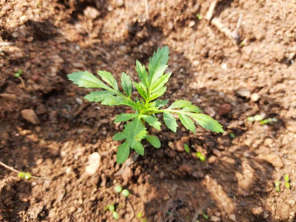 Kleine Ringelblumenpflanze Tagetes Garten Nahaufnahme Ringelblumenpflanze Mexikanische Ringelblumenpflanze Gartenbeet Hybrid — Stockfoto