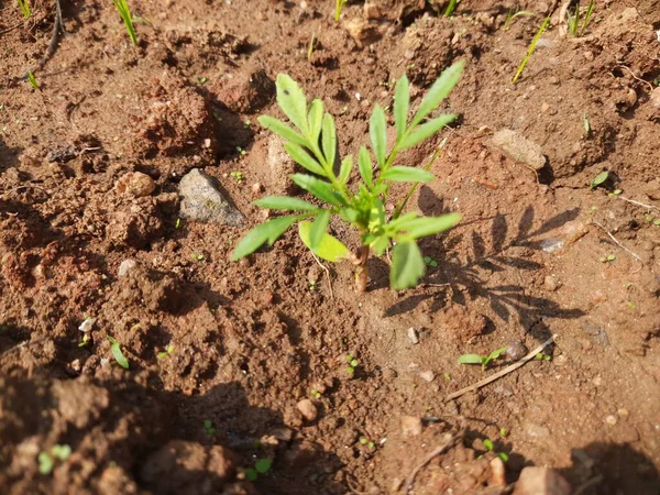 Kleine Ringelblumenpflanze Tagetes Garten Nahaufnahme Ringelblumenpflanze Mexikanische Ringelblumenpflanze Gartenbeet Hybrid — Stockfoto