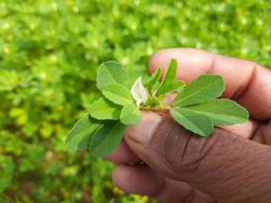 Çemen çiçeği. Sebze bahçesindeki Çemen bitkisi. Taze Yeşil FenuGreek Yaprakları. Çok popüler bir sebze ve sebzedir.. 