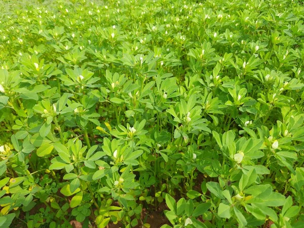 Çemen çiçeği. Sebze bahçesindeki Çemen bitkisi. Taze Yeşil FenuGreek Yaprakları. Çok popüler bir sebze ve sebzedir.. 
