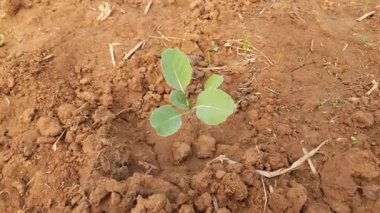 Sebze bahçesine karnabahar ektim. Bu bir Brassicaceae aile sebzesi. Diğer isimleri Brassica oleracea, brokoli, Brüksel lahanası, lahana, Cole.