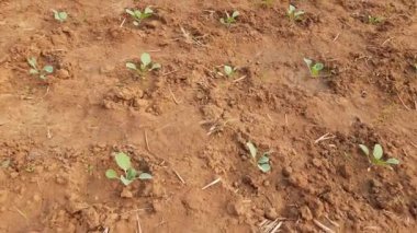 Sebze bahçesine karnabahar ektim. Bu bir Brassicaceae aile sebzesi. Diğer isimleri Brassica oleracea, brokoli, Brüksel lahanası, lahana, Cole.