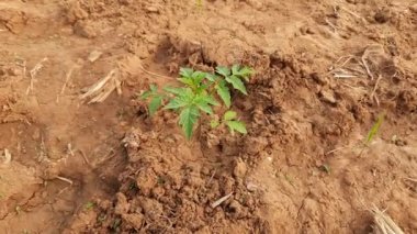Sebze bahçesine domates ektim. Domates soğuk mevsimin popüler bir sebzesidir. Domatesler Hindistan 'da kalsiyum, fosfor ve C vitamini bakımından zengindir..