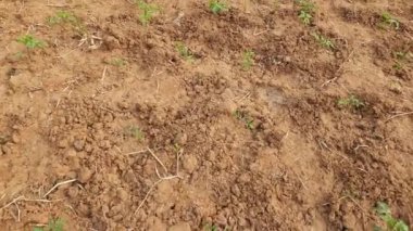 Sebze bahçesine domates ektim. Domates soğuk mevsimin popüler bir sebzesidir. Domatesler Hindistan 'da kalsiyum, fosfor ve C vitamini bakımından zengindir..