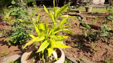 Dracaena 'nın otu. Dracaena yaklaşık 120 ağaç türü ve sulu çalılardan oluşan bir cinstir. Çiçek bahçesi. 