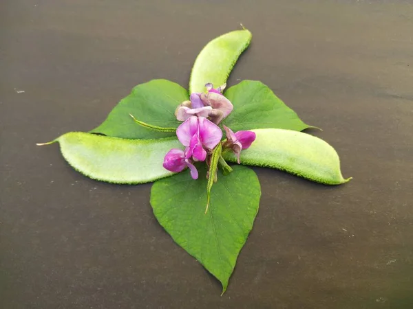 Lablab Purpureus Kwiatami Jest Gatunek Fasoli Rodziny Fabaceae Inne Nazwy — Zdjęcie stockowe