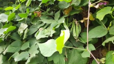 Laboratuvar purpureus çiçekli. Fabaceae familyasından bir fasulye türüdür. Diğer adları; fasulye fasulyesi, bezelye, fasulye, seim, labrador, mısır fasulyesi, Hint fasulyesi..