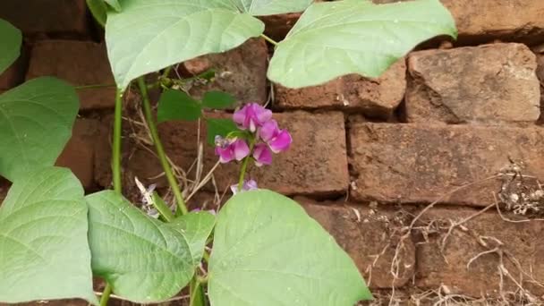 Лаборатория Пурпурного Растения Цветами Вид Бобовых Семействе Fabaceae Другие Названия — стоковое видео