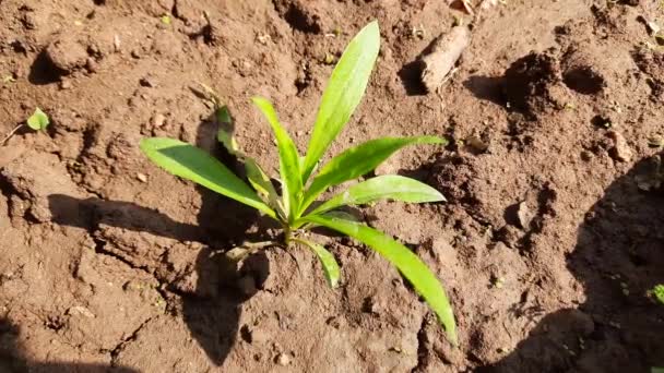 Dulce William Planta Flores Jardín Flores Dulce William Una Especieplantin — Vídeo de stock