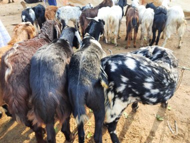 Hindistan 'da keçi pazarı. Burada her çeşit keçi ve keçi satılıyor. Burası çiftçilerin keçilerini ilgili alıcılara sattıkları bir pazar. Hindistan 'da yerel pazarda keçiler.