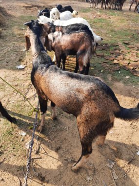 Hindistan 'da keçi pazarı. Burada her çeşit keçi ve keçi satılıyor. Burası çiftçilerin keçilerini ilgili alıcılara sattıkları bir pazar. Hindistan 'da yerel pazarda keçiler.