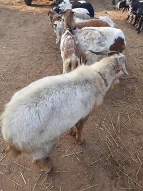 Hindistan 'da keçi pazarı. Burada her çeşit keçi ve keçi satılıyor. Burası çiftçilerin keçilerini ilgili alıcılara sattıkları bir pazar. Hindistan 'da yerel pazarda keçiler.