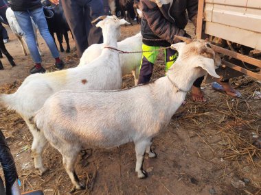 Hindistan 'da keçi pazarı. Burada her çeşit keçi ve keçi satılıyor. Burası çiftçilerin keçilerini ilgili alıcılara sattıkları bir pazar. Hindistan 'da yerel pazarda keçiler.