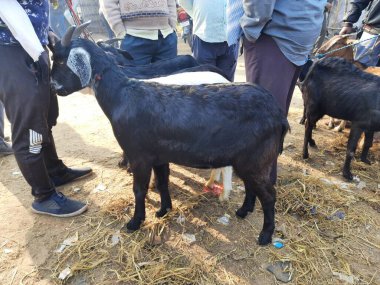 Hindistan 'da keçi pazarı. Burada her çeşit keçi ve keçi satılıyor. Burası çiftçilerin keçilerini ilgili alıcılara sattıkları bir pazar. Hindistan 'da yerel pazarda keçiler.