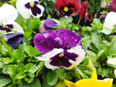 Pansy (Violawittrockiana), bir bahçe çiçeği olarak yetiştirilen büyük çiçekli bir bitki türüdür. Mavi ve Beyaz Yapraklı Bahçe İbnesi.
