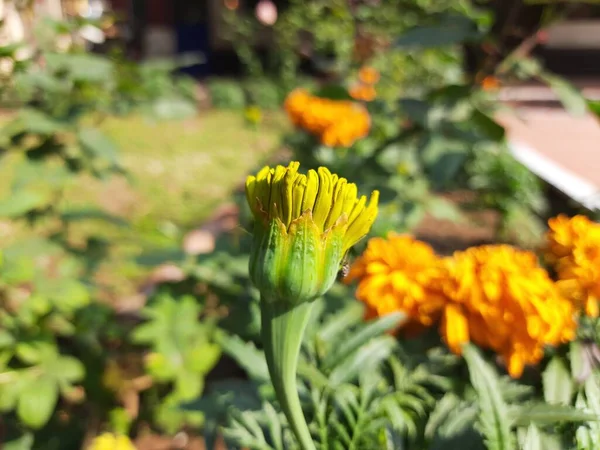Pączek Nagietka Ogrodzie Tagetes Zbliżenie Marigold Kwiat Rośliny Meksykańska Roślina — Zdjęcie stockowe