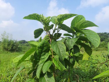 Testerodendrum trichotomum bitkisi. Diğer adı da Palyaço Şanlı Boksör, Zafer Ağacı, Fıstık Ezmesi Ağacı.. 