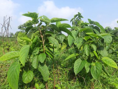 Testerodendrum trichotomum bitkisi. Diğer adı da Palyaço Şanlı Boksör, Zafer Ağacı, Fıstık Ezmesi Ağacı.. 