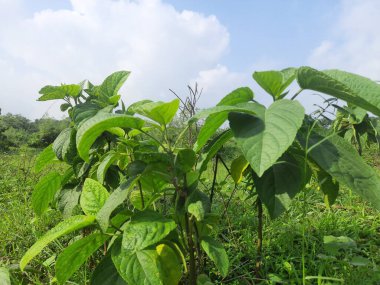 Testerodendrum trichotomum bitkisi. Diğer adı da Palyaço Şanlı Boksör, Zafer Ağacı, Fıstık Ezmesi Ağacı.. 