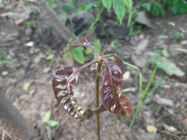 マンゴーの苗 種子から成長するマンゴーの緑の芽 マンギフェラ インディカの柔らかく赤い葉です 園芸の概念 — ストック写真