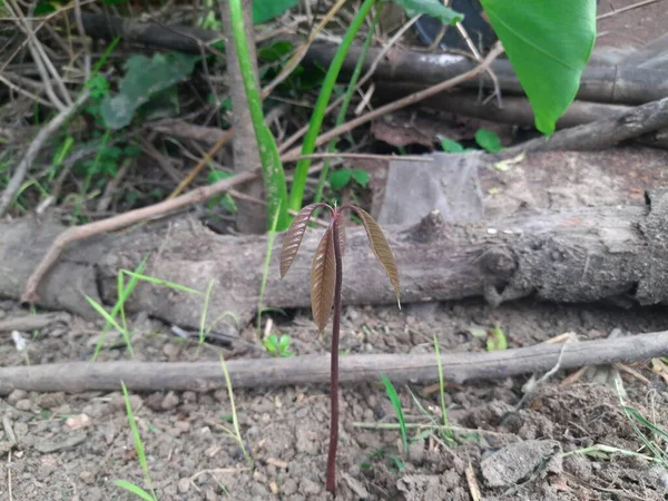 マンゴーの苗 種子から成長するマンゴーの緑の芽 マンギフェラ インディカの柔らかく赤い葉です 園芸の概念 — ストック写真