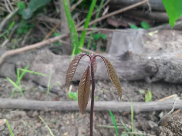Mango seedling. Green sprout of mango growing from seed. soft and red leaf of Mangifera indica. gardening concept.