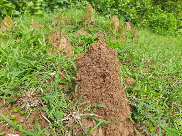 Snake Anthill Sahada Yılan Yuvası Yılan Evi Hint Ormanlarında Kızıl — Stok fotoğraf