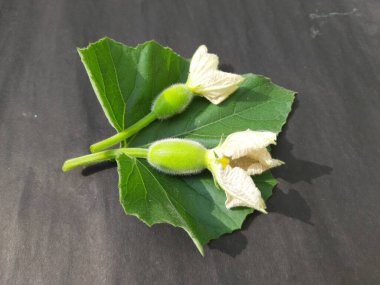 Siyah arka planda çiçekli küçük şişe kabağı meyveleri. Diğer adları Calabash, Lagenaria siceraria, beyaz çiçekli kabak, uzun kavun, kuş evi kabağı, Yeni Gine fasulyesi ve Tazmanya fasulyesi..