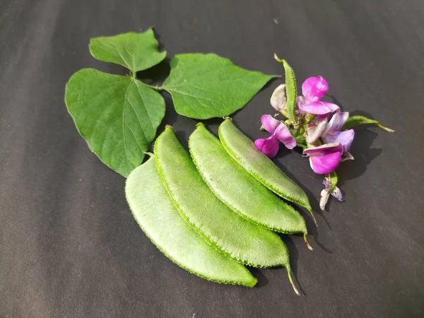 Purpureus Lablab Avec Des Fleurs Est Une Espèce Haricot Famille — Photo