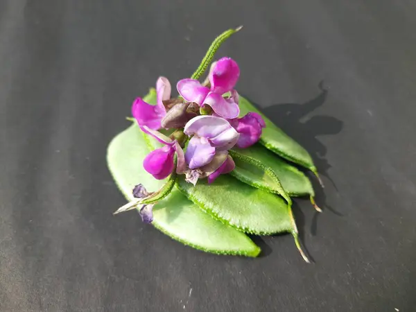 Lablab Purpureus Mit Blüten Handelt Sich Eine Art Aus Der — Stockfoto