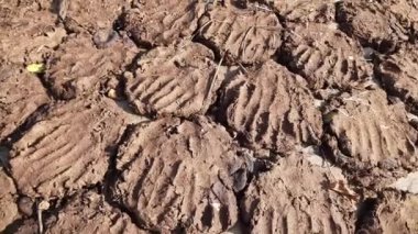 Hindistan 'ın köylerinde yemek yapmak için kullanılan inek gübresi ya da gobar. İnek gübresi aynı zamanda Hindu dinî ateşinde de kullanılır. El yapımı inek gübresi kekleri. Kurutulmuş inek gübresi.