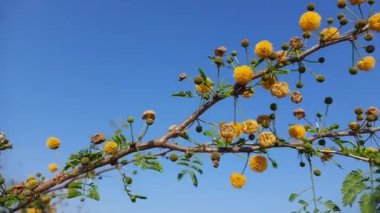 Vachellia nilotica çiçekleri. Vachellia niloticacommonally known asgum Arap tree, babul, dikenli mimoza, Egypt acaciaorthorny acacia, Fabaceae familyasından bir ağaçtır. Bu bir kır çiçeği..