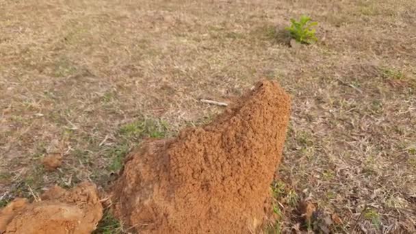 Snake Anthill Sahada Yılan Yuvası Yılan Evi Hint Ormanlarında Kızıl — Stok video