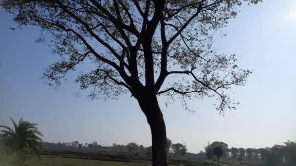 Schöner Baum Blauen Himmel Hintergrund Schöne Aussicht Indischen Wald Baum — Stockvideo