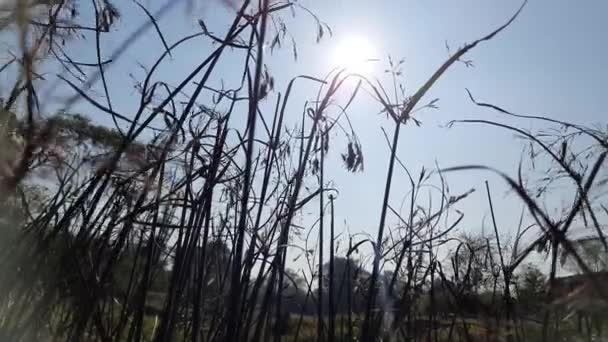 Ήλιος Πίσω Από Γρασίδι Κοντινό Πλάνο Άποψη Απόθεμα Βίντεο Από — Αρχείο Βίντεο