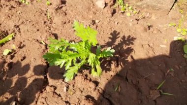 Glebionis koronaria çiçeği. Diğer adları ise; çelenk, kasımpatı, yeşillik, yenilebilir kasımpatı, kraterimsi kasımpatı, pirzola, suey yeşili, taç papatyası, kasımpatı koronaryumu..