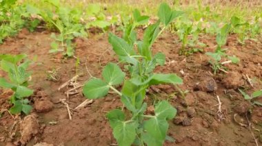 Sebze bahçesindeki bezelye bitkisi. Peais küçük küresel sedef Podfruit pisum sativum 'un tohum kapsülü. Her bir kabuk yeşil ya da sarı olabilecek birkaç bezelye içerir. Sebze.. 