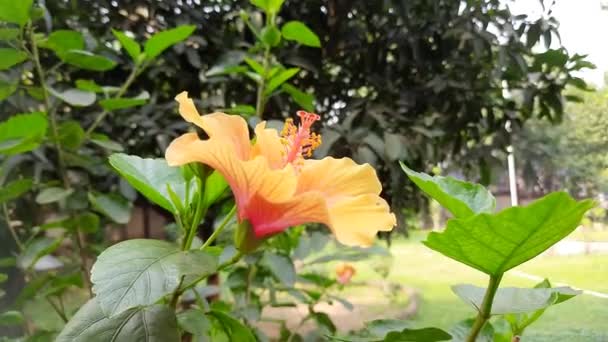 Квіти Гібіска Рослині Hibiscusis Рід Відгалужуючих Рослин Роду Malvaceae Його — стокове відео