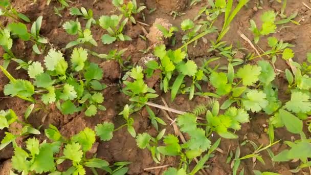 Planta Coentro Horta Pequena Planta Coentro Coentro Crescendo Campo Coentros — Vídeo de Stock