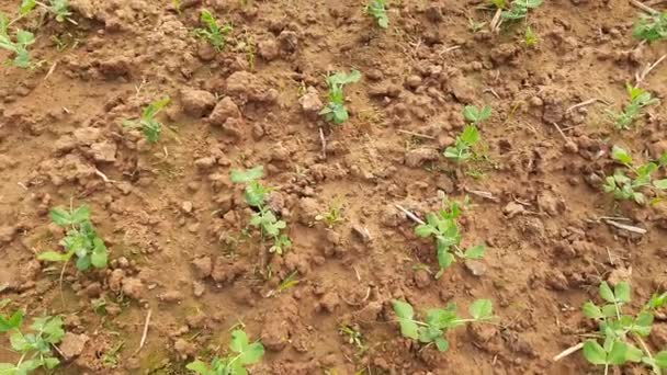 Roślina Grochu Ogrodzie Warzywnym Brzoskwiniowy Mały Kulisty Sadzonka Nasienny Strąk — Wideo stockowe